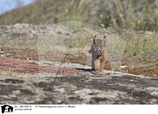 junger Karakal / young caracal / JM-16915