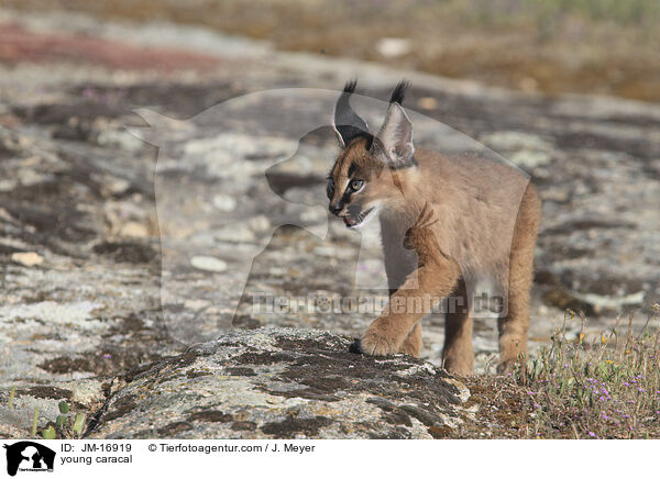 young caracal / JM-16919