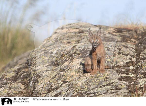 junger Karakal / young caracal / JM-16926