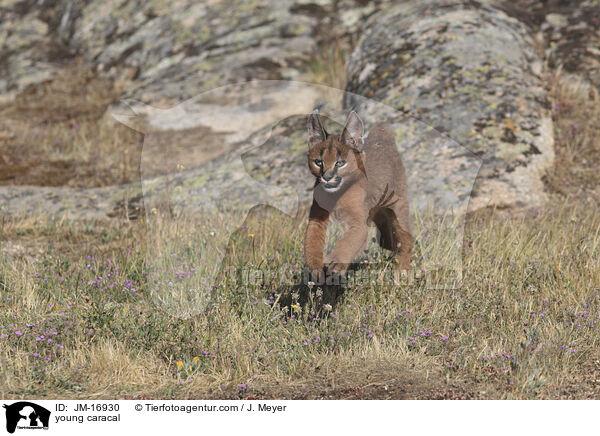 young caracal / JM-16930