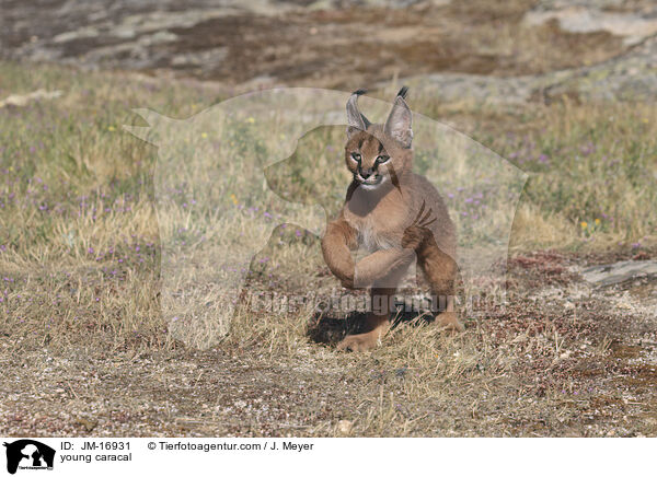 young caracal / JM-16931