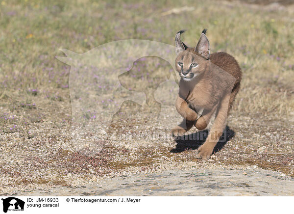 junger Karakal / young caracal / JM-16933