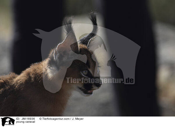young caracal / JM-16936