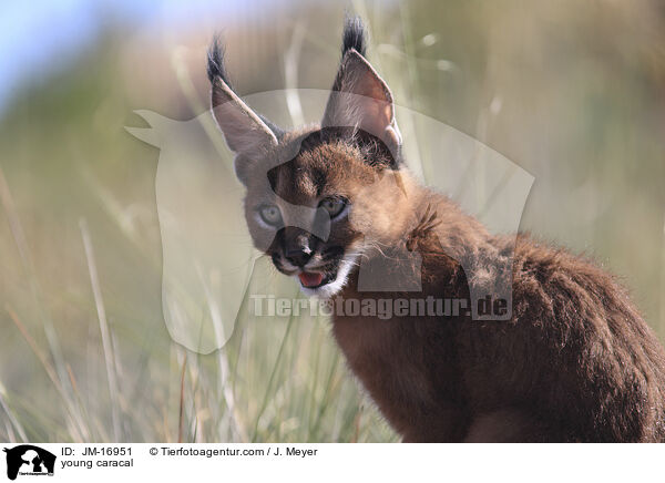 junger Karakal / young caracal / JM-16951
