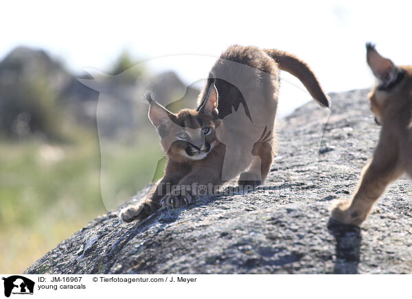 junge Karakale / young caracals / JM-16967