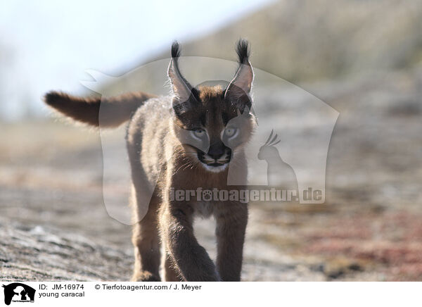 junger Karakal / young caracal / JM-16974