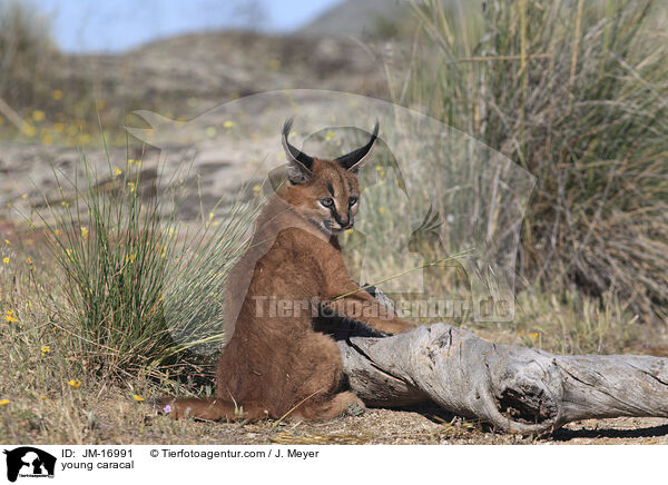 young caracal / JM-16991