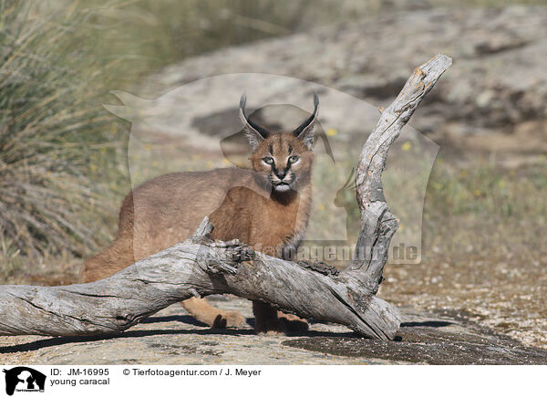 junger Karakal / young caracal / JM-16995