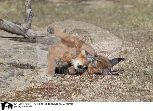 junge Karakale / young caracals / JM-17001
