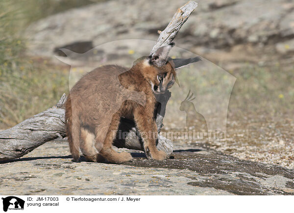 junger Karakal / young caracal / JM-17003