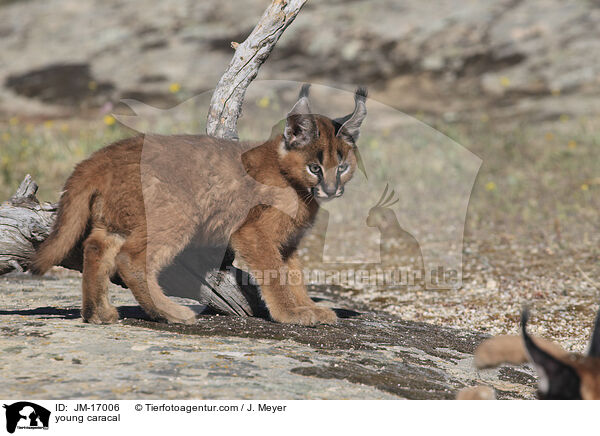 junger Karakal / young caracal / JM-17006