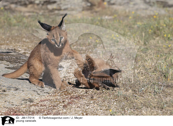 junge Karakale / young caracals / JM-17014