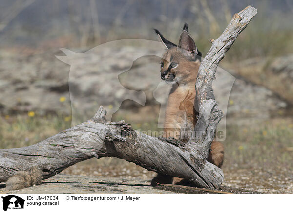 junger Karakal / young caracal / JM-17034