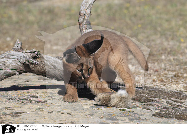 junger Karakal / young caracal / JM-17036