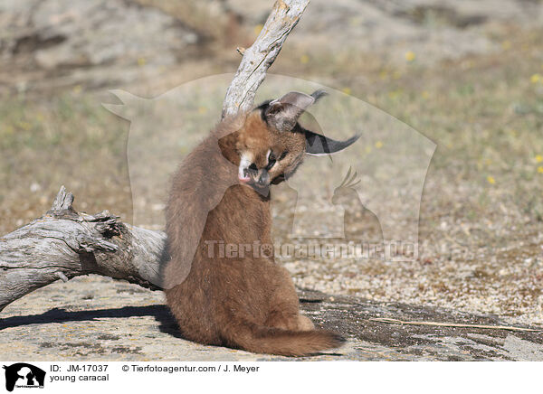 junger Karakal / young caracal / JM-17037