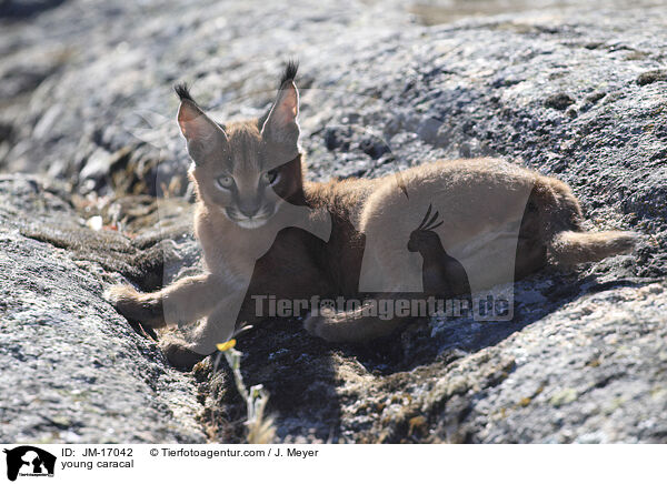 junger Karakal / young caracal / JM-17042