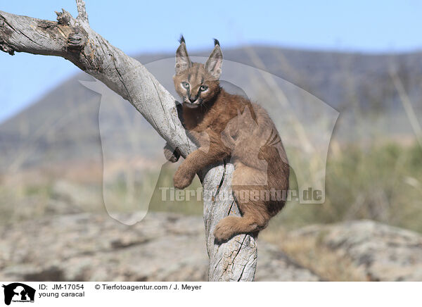 junger Karakal / young caracal / JM-17054