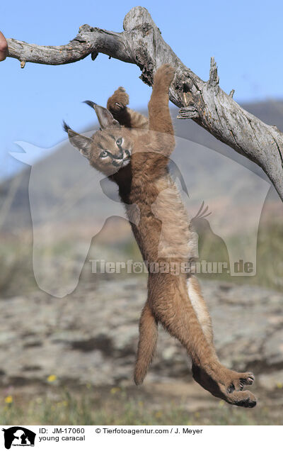 young caracal / JM-17060