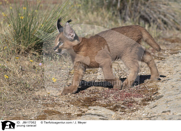 young caracal / JM-17062