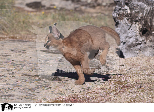 junger Karakal / young caracal / JM-17066