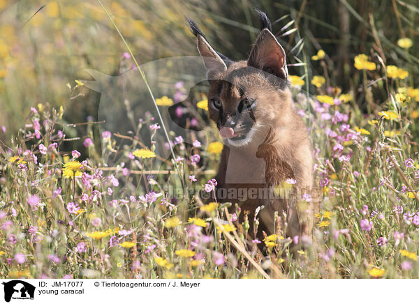 junger Karakal / young caracal / JM-17077
