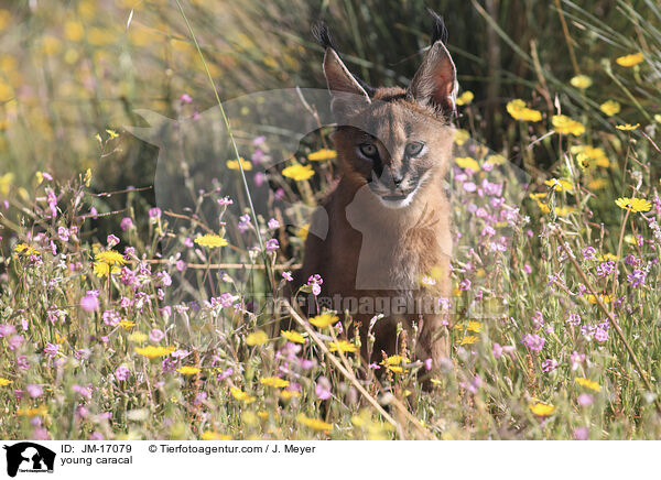 junger Karakal / young caracal / JM-17079
