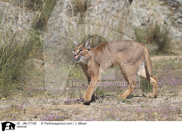 caracal / JM-17108