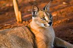 caracal