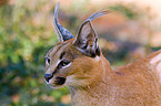 persian lynx