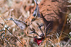 persian lynx