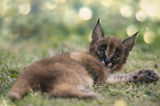desert lynx baby