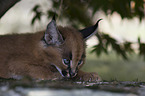 desert lynx baby