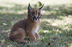 desert lynx baby