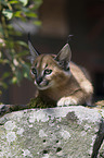 desert lynx