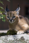 desert lynx