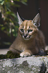 desert lynx