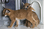 desert lynx babies