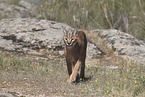 caracal