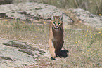 caracal