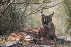 caracal