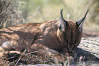 caracal