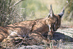 caracal