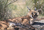 caracal