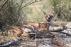 caracal