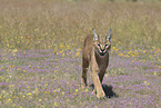 caracal