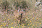 caracal