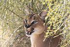 caracal