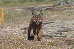 young caracal