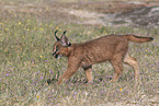 young caracal