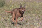 young caracal